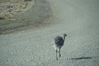 Nandu crossing