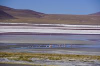 Laguna Colorada